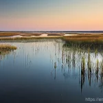 Home 16 해수면 상승이 생태계에 미치는 영향 - Coastal Wetland Ghost Forest at Dawn**
"An atmospheric, wide-angle photograph capturing a coastal s...